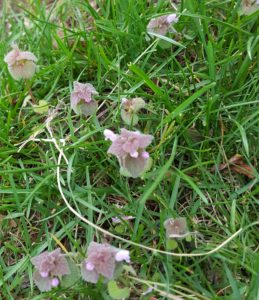 This clover is good for early pollinators