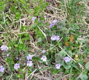 Sometimes weeds can make your lawn pretty