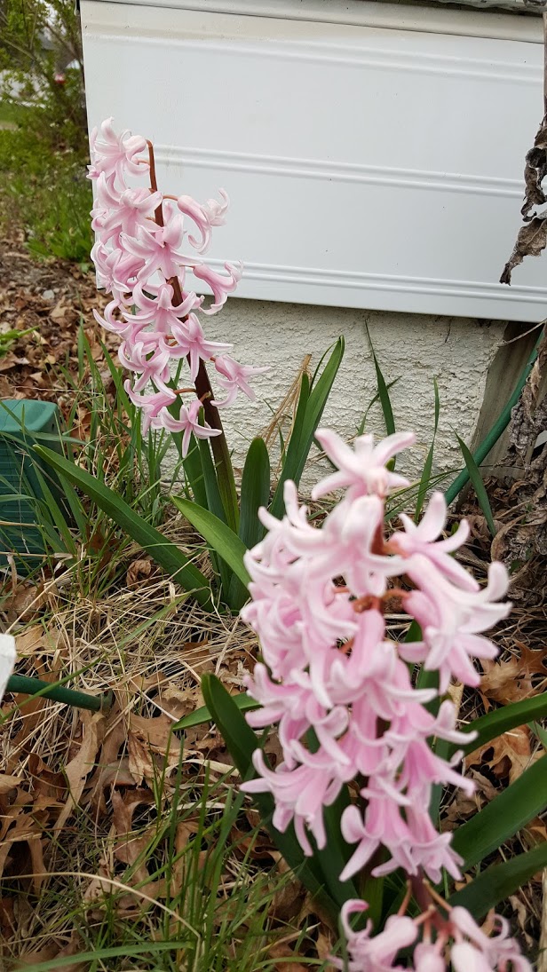 hyacinth are beautiful, fragrant and dangerous plants 