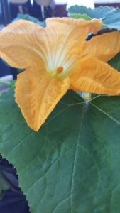 Squash flowers arent exactly for your flower garden but are delicious