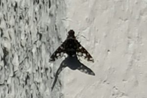 tiger bee fly