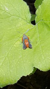 Squash vine borer is an orange and black bug (moth) that can fly like a hornet (can't sting) and can do a lot of damage to your squash plants