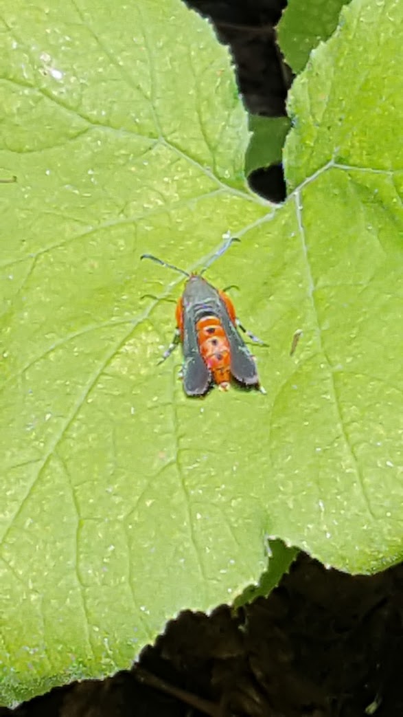 Squash vine borer 