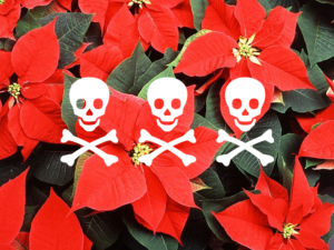 poinsettias are not poison