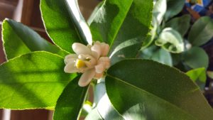 Lime flower favorite indoor plant