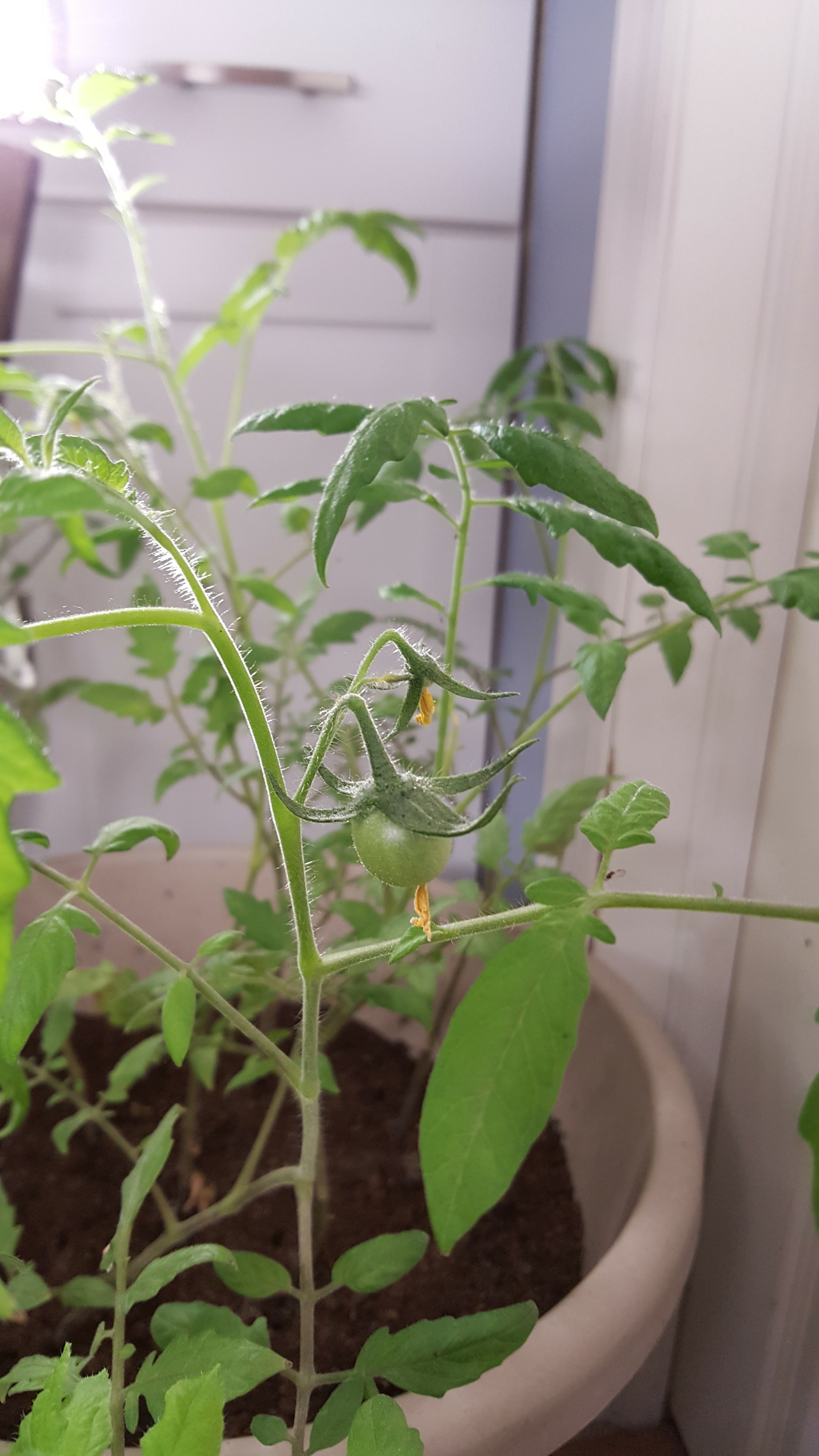 Growing tomatoes in New Jersey, indoors, in December