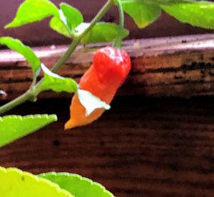 Carolina reapers in December in New Jersey