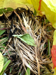 toss damaged or diseased clippings they're not good compost