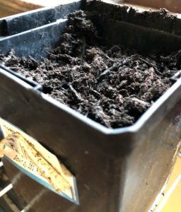 starting seeds in a pot of damp soil