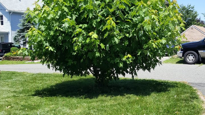 Free trees for your next landscaping project