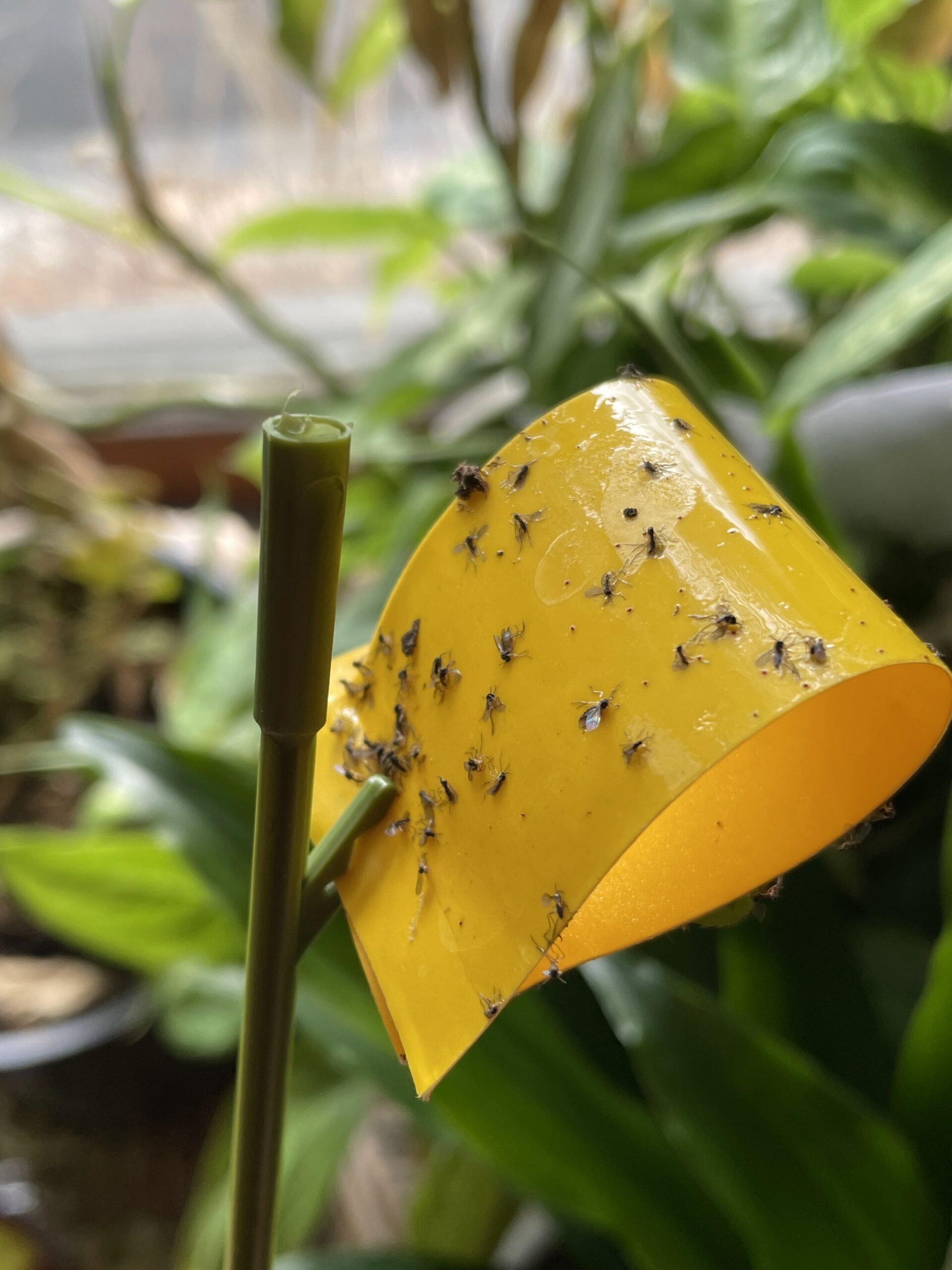 Fungus gnats — Leafbabies.com